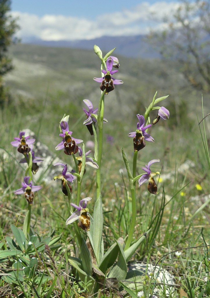 Ophrys crabronifera nellAbruzzo aquilano - aprile  2022.